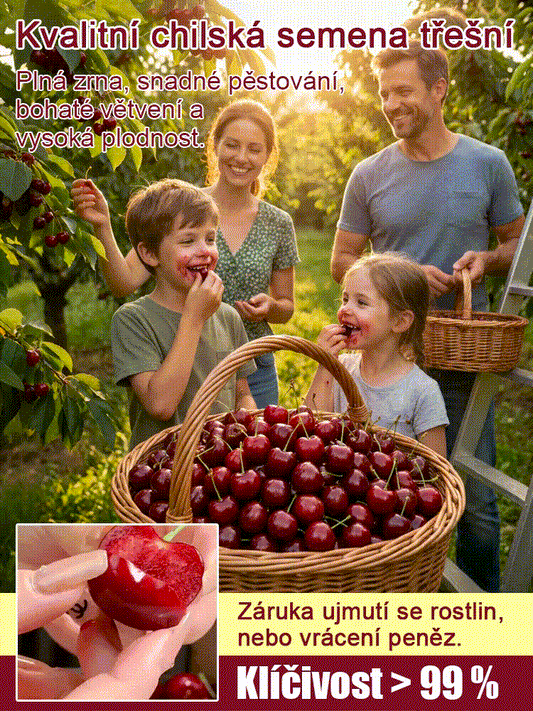 【Lze vysazovat ve všech ročních obdobích】Dovezená semena chilské třešně✨️Míra přežití je 99,99 %