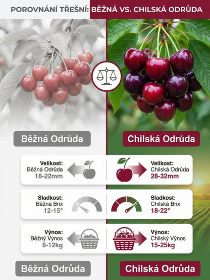 【Lze vysazovat ve všech ročních obdobích】Dovezená semena chilské třešně✨️Míra přežití je 99,99 %
