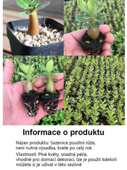 【Zalévání pro 100 let života】Pouštní růže cibulová rostlina